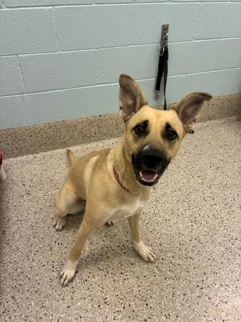 Eva - German Shepherd Dog