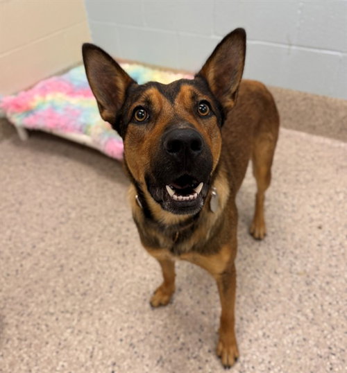 *FLETCHER, a dog for adoption from Adams County Animal Shelter