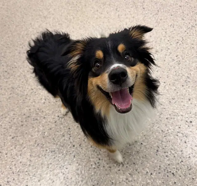 Indigo - Australian Shepherd