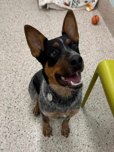 Dubai - Australian Cattle Dog/Blue Heeler