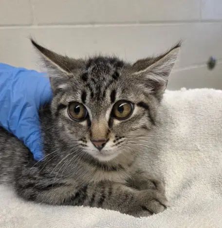 Douglas - Domestic Short Hair