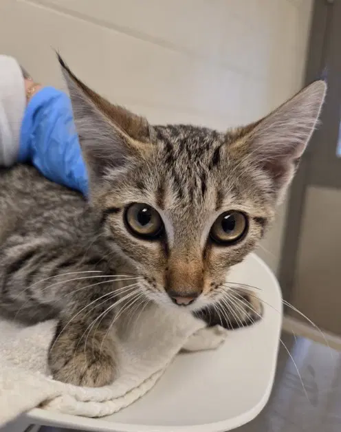 Larry - Domestic Short Hair
