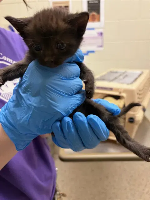Diablo - Domestic Short Hair