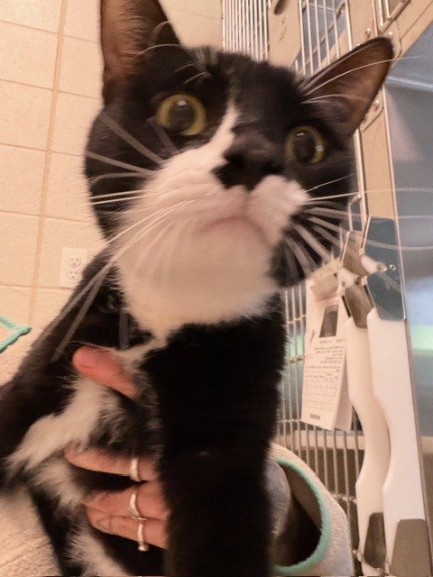 *STELLAN, a cat for adoption from Adams County Animal Shelter