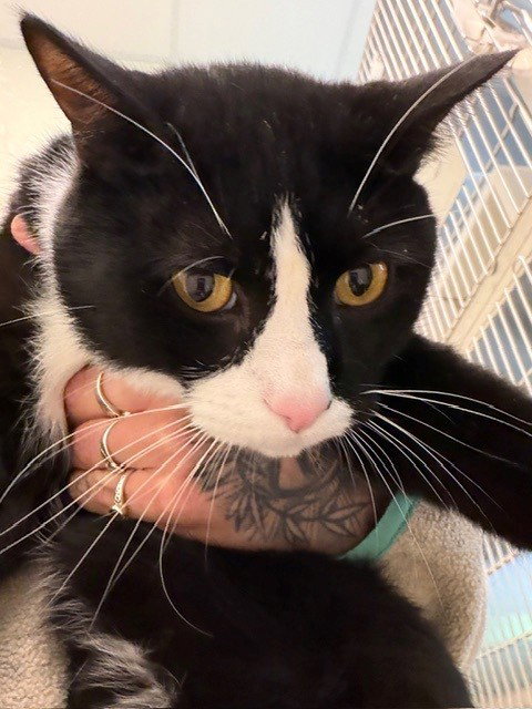 *MIKA, a cat for adoption from Adams County Animal Shelter