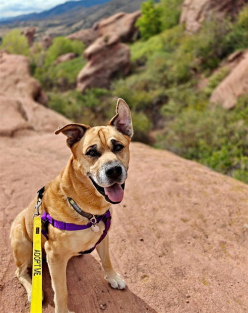 TRIGGER, a dog for adoption from Adams County Animal Shelter