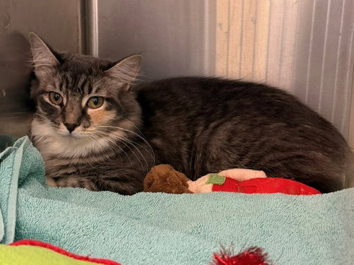 *SUZIE Q, a cat for adoption from Adams County Animal Shelter