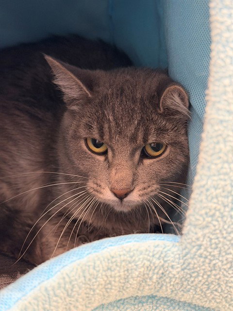 *BELLE, a cat for adoption from Adams County Animal Shelter
