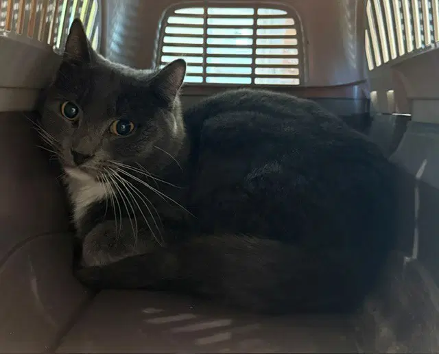 Knight - Domestic Long Hair