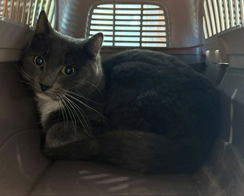 *KNIGHT, a cat for adoption from Adams County Animal Shelter