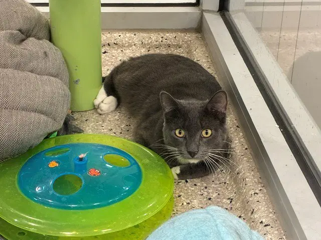 Knight - Domestic Long Hair