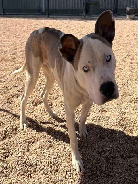 *LEMUR, a dog for adoption from Adams County Animal Shelter