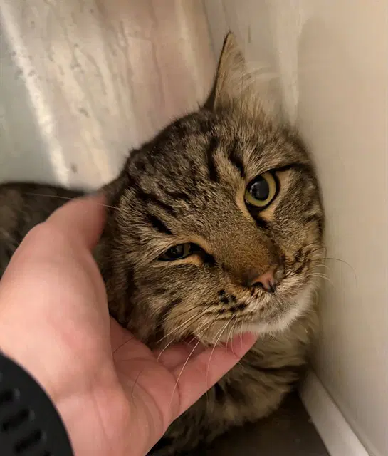 Ghibli - Domestic Long Hair