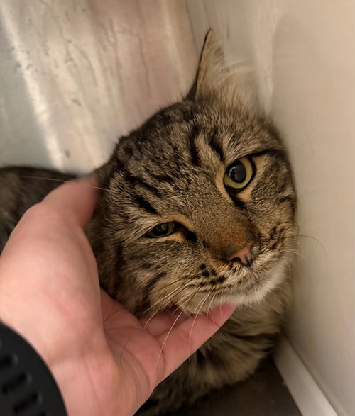 *GHIBLI, a cat for adoption from Adams County Animal Shelter