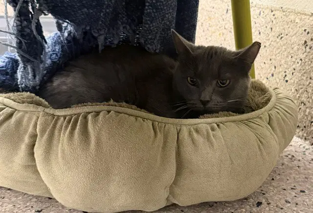 Star - Domestic Short Hair