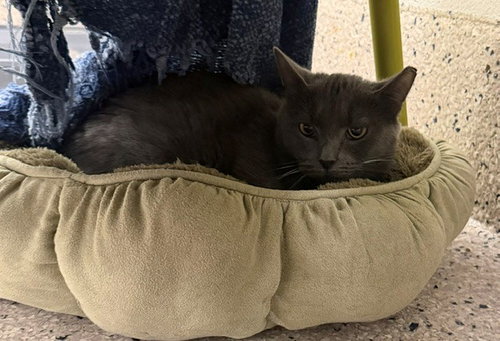 *STAR, a cat for adoption from Adams County Animal Shelter