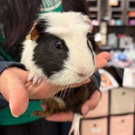 *SPACE DUST, a guinea pig for adoption from Adams County Animal Shelter