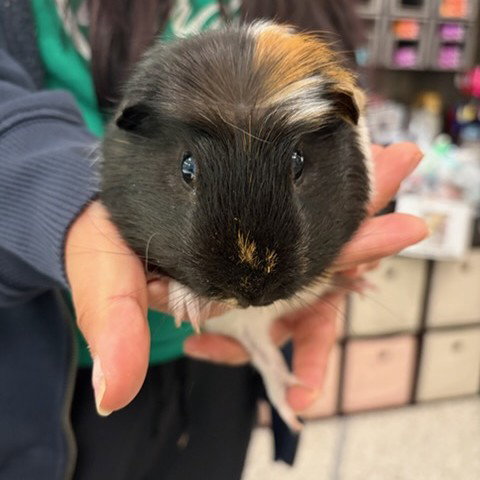 *DAYGLOW, a guinea pig for adoption from Adams County Animal Shelter