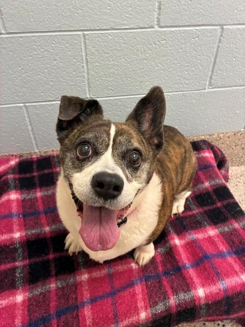 ANNABELLE, a dog for adoption from Adams County Animal Shelter