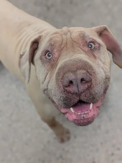 Rocky - Chinese Shar-Pei