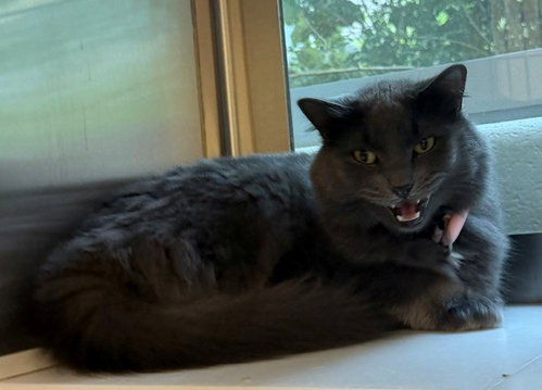 EMI, a cat for adoption from Adams County Animal Shelter