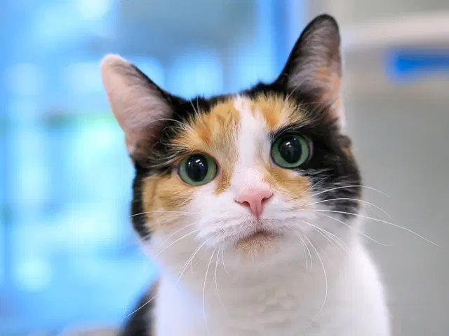 Lucy - Domestic Short Hair