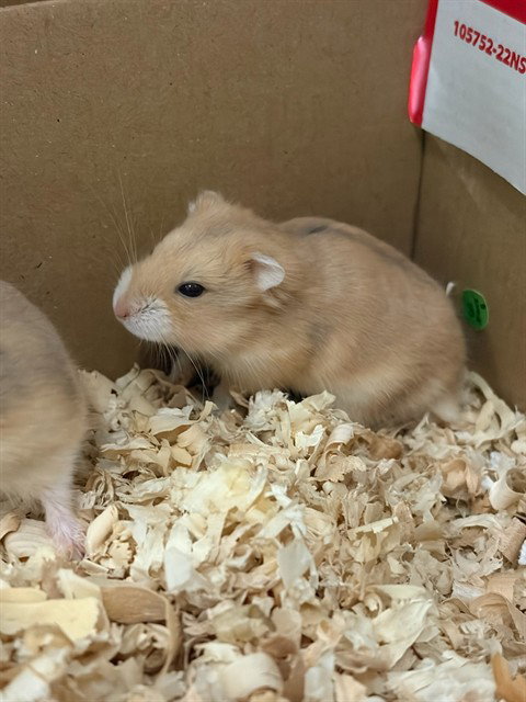 MOCHA, a hamster for adoption from Adams County Animal Shelter