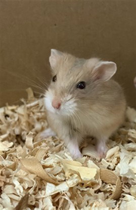 MOCHI, a hamster for adoption from Adams County Animal Shelter