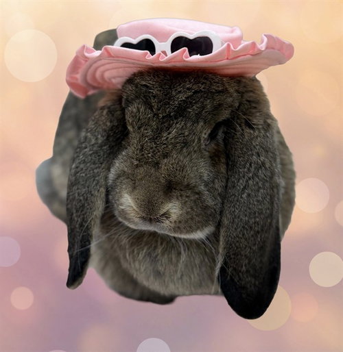 BABE, a rabbit for adoption from Adams County Animal Shelter