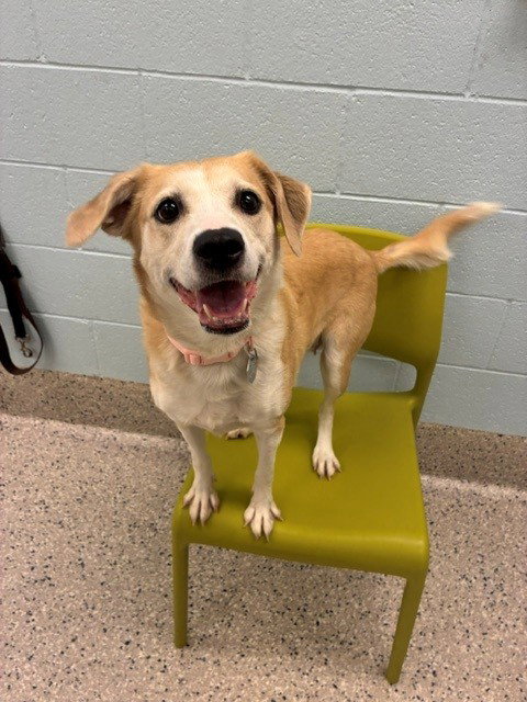 *PIGLET, a dog for adoption from Adams County Animal Shelter
