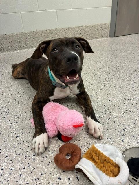 *BOOGIE, a dog for adoption from Adams County Animal Shelter