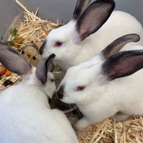 *YUBA, a rabbit for adoption from Adams County Animal Shelter