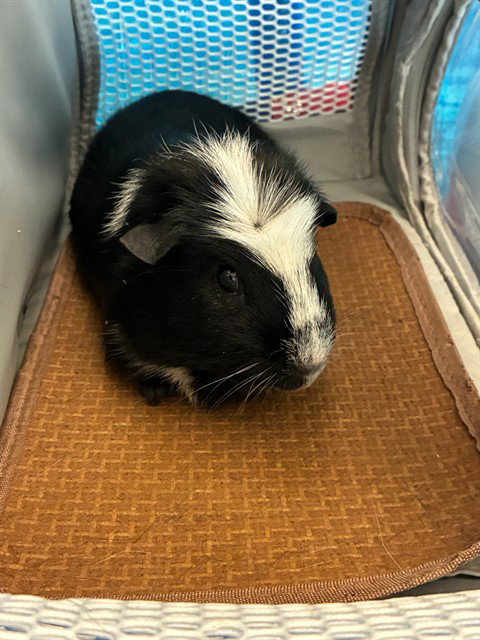 BILLY, a guinea pig for adoption from Adams County Animal Shelter