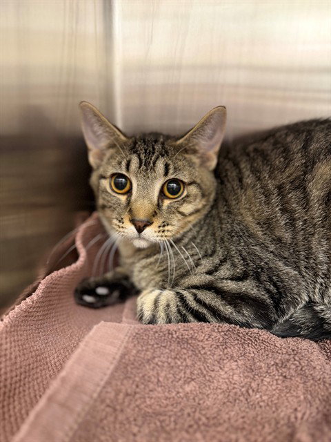 *MIC, a cat for adoption from Adams County Animal Shelter