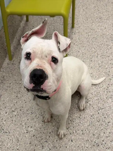 Snow - American Pit Bull Terrier
