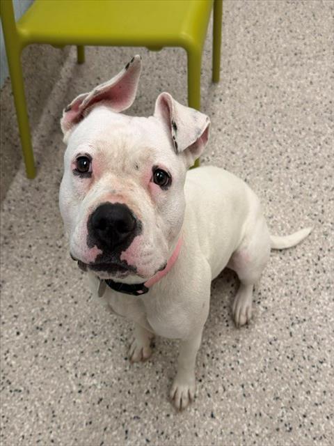 SNOW, a dog for adoption from Adams County Animal Shelter