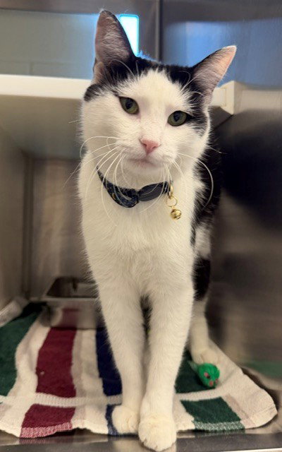 *Claire, Domestic Short Hair
