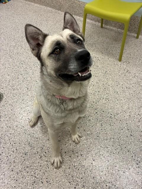 *Nashville, Siberian Husky