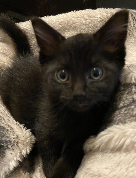 *Parfait, Domestic Medium Hair
