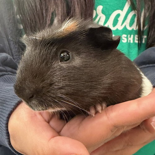 *SUPERFUZZ, a guinea pig for adoption from Adams County Animal Shelter