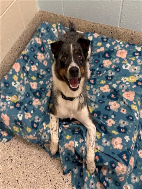 Royal - Australian Cattle Dog/Blue Heeler