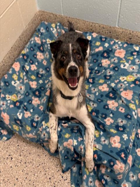 ROYAL, a dog for adoption from Adams County Animal Shelter