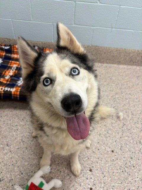 *MISS LUNA, a dog for adoption from Adams County Animal Shelter