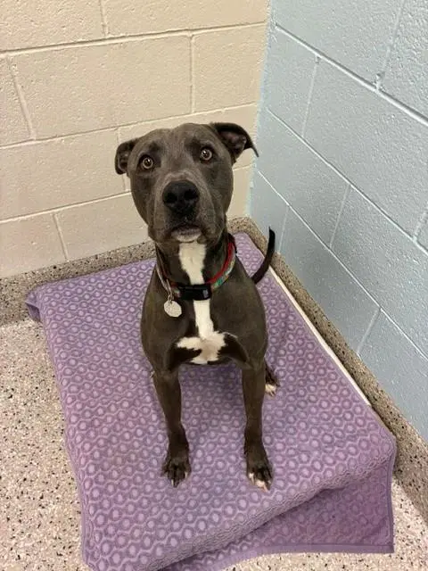 Dolphin - American Pit Bull Terrier