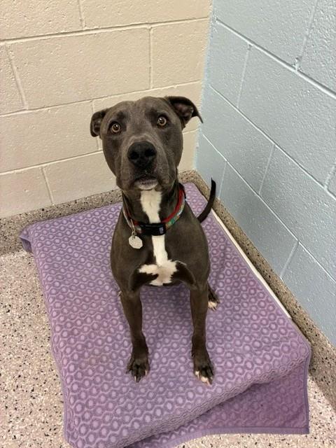 *DOLPHIN, a dog for adoption from Adams County Animal Shelter