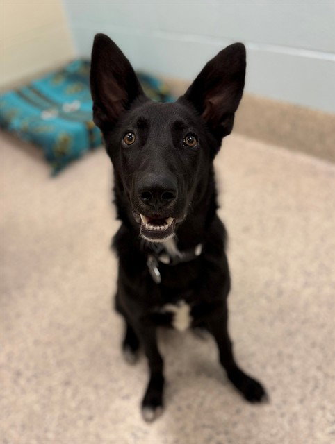 *DUKE SILVER, a dog for adoption from Adams County Animal Shelter