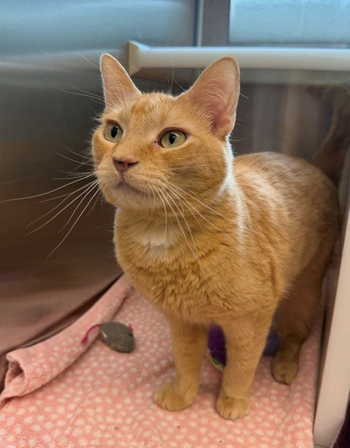 CHITO, a cat for adoption from Adams County Animal Shelter