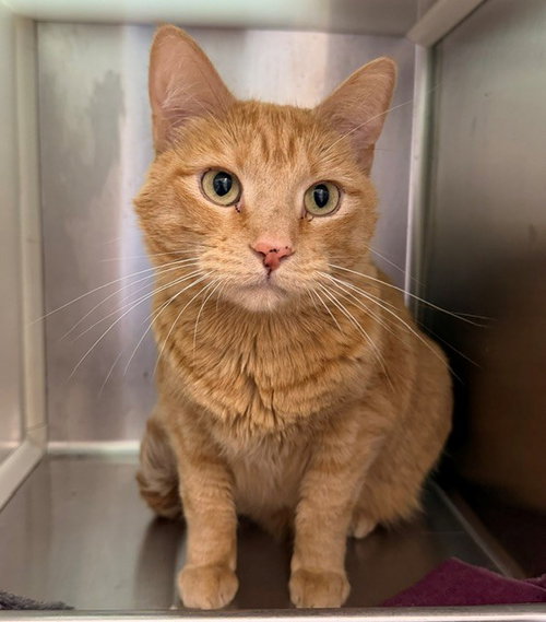 DORITO, a cat for adoption from Adams County Animal Shelter