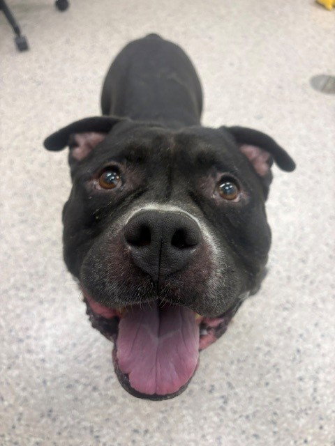 *ROSWELL, a dog for adoption from Adams County Animal Shelter