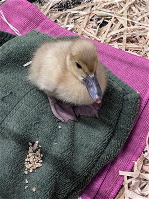 *RICHIE, a poultry for adoption from Adams County Animal Shelter